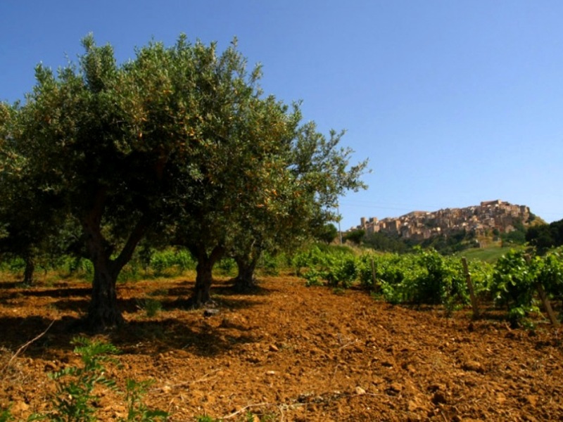 Salemi e Valle del Belice: La storia